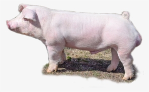 2017 Rings Champions Wopb (kingsvile Livestock Show) - Domestic Pig #1836288