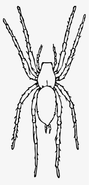 Brown Spider Black White Line Art Tatoo Tattoo - Spider Black And White Png #1837302