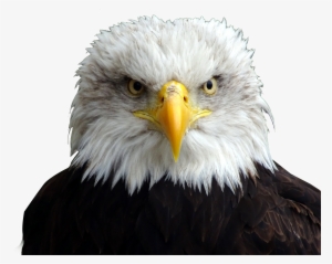 Bald Eagle Head Png - Cabeza De Aguila Png #1838802