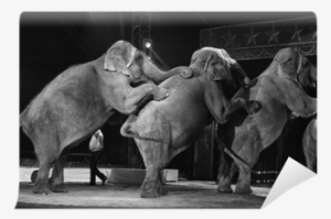 Circus #1838872