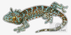 Wildlife Art - Geckos Of The World Greeting Card #1839680