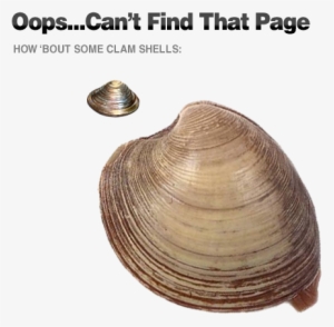Clam #1844029