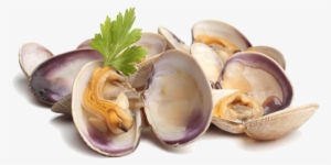 Clams Png Picture - Clams Png #1844056