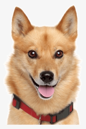 Finnish Spitz - Spitz Breed #1844434