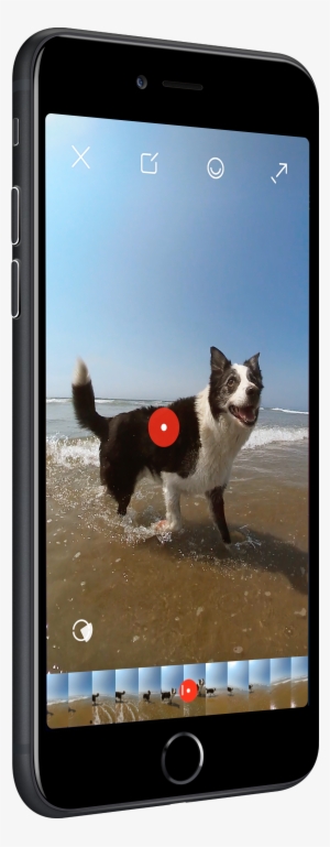Get The App - Dog Catches Something #1844506