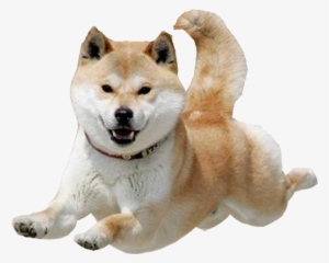 Shiba Dog's Head Messages Sticker-9 - Flying Doge #1844563