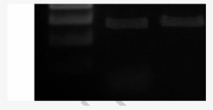 Digestion Of Zed Vector With Bgl Ii To Confirm Gateway - Monochrome #1845497