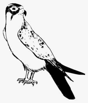 This Is Kind Of My Life's Work, Eye Of Horus And I - Osprey #1847421