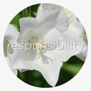 Responsibility Bell Flower Flower Essence - Bellflowers #1847749