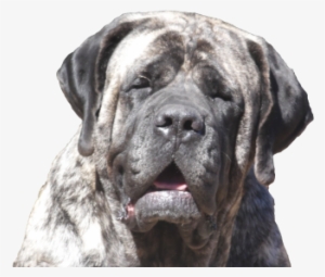 Real Love-a True Dog's Story - King Blue English Mastiff #1848267