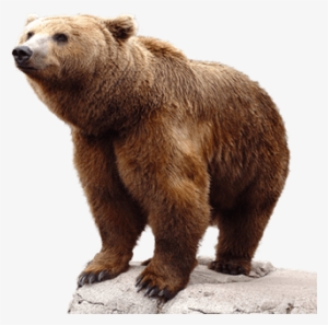 Bear - Bear Png #1848672 Bear - Bear Png #1848672