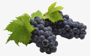 Počet Komentářů - - Екстракт От Гроздови Семки #1849813