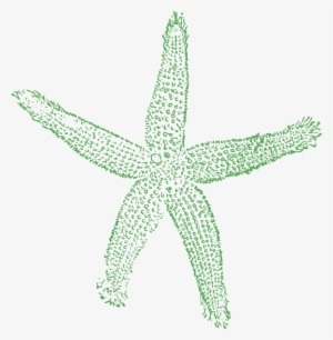 Starfish Cartoon #1849940