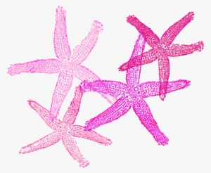 Starfish Clipart Peach #1850052