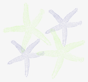 How To Set Use Starfish Prints Clipart #1850091