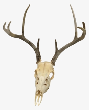 Natural 8-point White Tail Deer Antlers And Skull - Antler #1850851