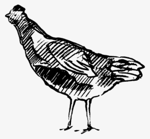 Sketched Chicken Rubber Stamp - Chicken #1851162