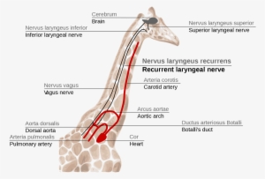 Giraffe's Laryngeal Nerve, Easily Explained By Evolution - Giraffe Laryngeal Nerve #1854581