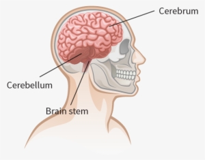 Cerebellum, Brain Stem, Cerebrum - Brain #1854717