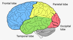 Right Hand, Human Brain - Brain Lobes #1854794