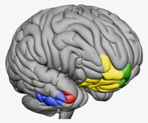 Image Of Grey Brain With Middle And Or Lower Right - Illustration #1854851