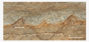 Could These Be The World's Oldest Fossils - Oldest Fossil Ever Found #1854991