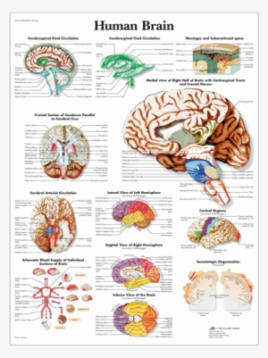 Anatomical Chart - Human Brain - 3b Scientific Vr1615s Sticky Human Brain Chart, English #1855099