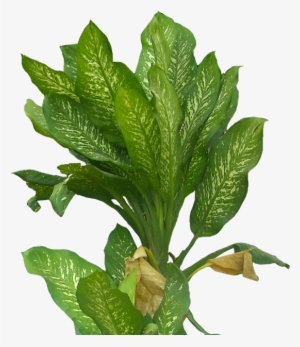 Graphic Black And White Download Leaf Transprent Png - Homalw #1855376