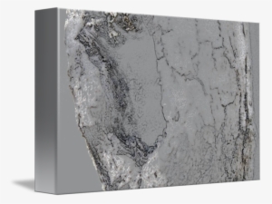 Charcoal Drawing Organic Nature Tree Minimalism Ab - Drawing #1855410