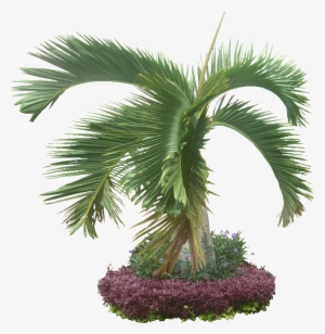 8 Cut Out Trees Cover - Palm Trees #1855506