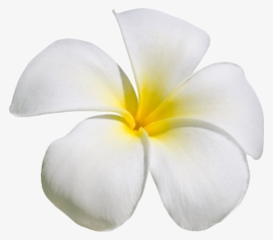 The Alley Behind The Blue Diamond Reeked Of Wet Garbage, - Flower #1857248