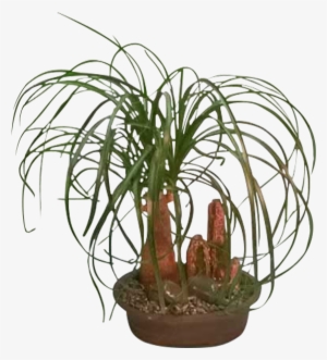 Ponytail Palm - Houseplant #1858038