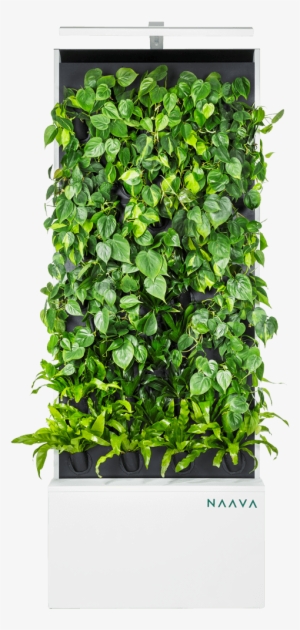 Naava Living Wall - Sikmple Philodendron Living Wall #1858244
