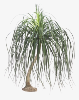Pony Tail Palm - Dr Seuss House Plant #1858248