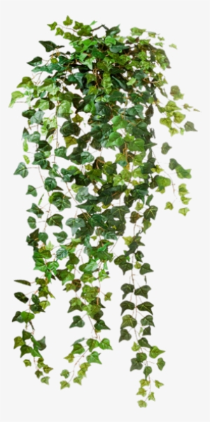 Match Making - Plant Png #1858558