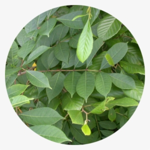 Poison Sumac - Plants Are Poisonous To Goats #1858642