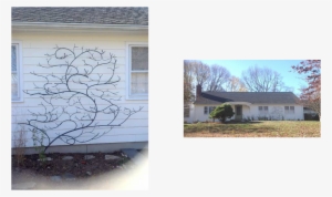 This Vine Is A Trellis With Out A Vine - Estate #1858668