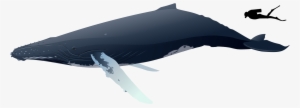 Humpback Whale Size - Whale S8ze #1859254