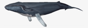 Northern Humpback Whale - Zoo Tycoon 2 Humpback Whale #1859277