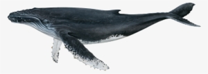 Humpback Whale - Whale Scientific Illustration #1859334