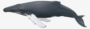 Humpback Whale - Humpback Whale Side View #1859352