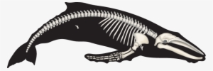 Cetacean Adaptations - Whales Skeleton #1859465