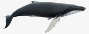 Humpback Whale #1859639