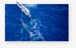 Maui Snorkel And Whale Watching Tours - Maui #1859661