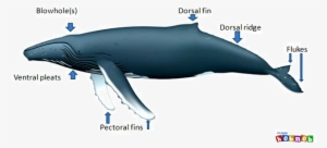 Humpback Whale Fins Achize Whale Blog - Humpback Whale Fins #1859682