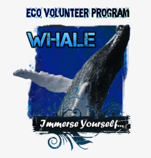 The Humpback Whale Volunteer Research Assistant Program - Volunteering #1859747