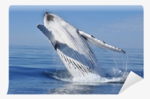 Croisiere Aml #1859827