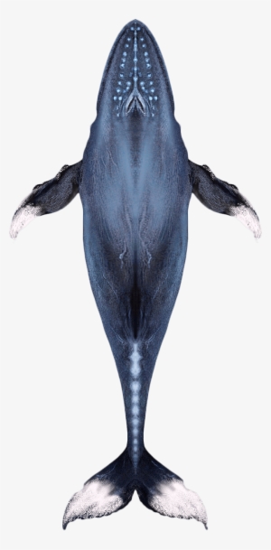 Activities - Humpback Whale #1859911