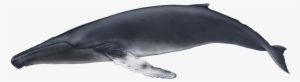 Humpback Whale - Baleia De Bossa #1859970