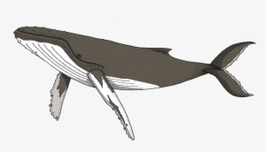 Humpback Whale #1860199